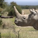 Ranger avec l'une des deux dernières femelles de rhinocéros blanc du Nord, Najin, en 2019 au Kenya. KEYSTONE/AP/BEN CURTIS